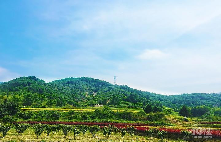 梁弄邱家杨梅生态园攻略 余姚杨梅冠天下