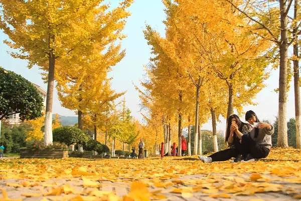 赏秋去哪儿,临安这10个赏秋去处等你来-社会-早