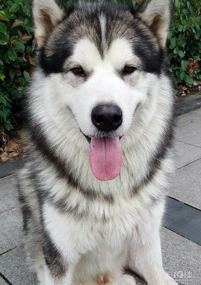 短毛阿拉斯加找主人