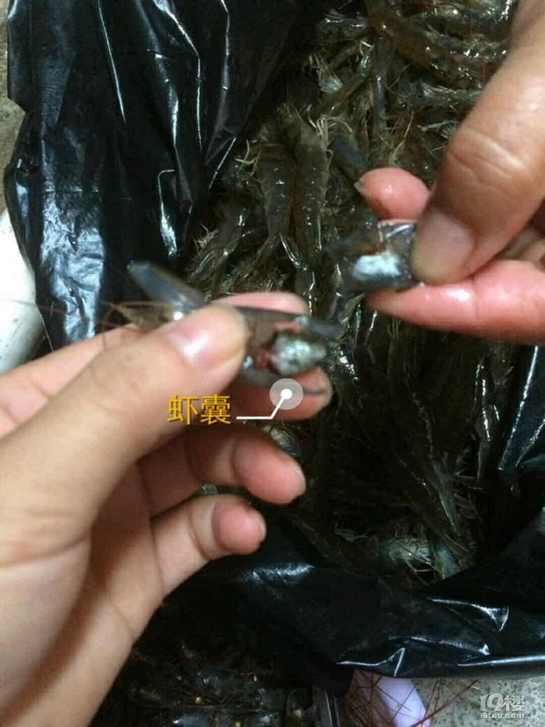     还有,虾囊一定要去掉,要不焖