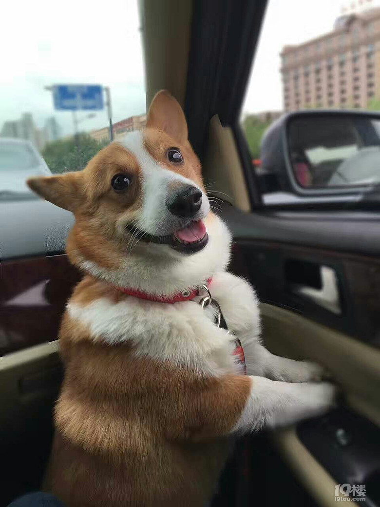 柯基弟弟找女友