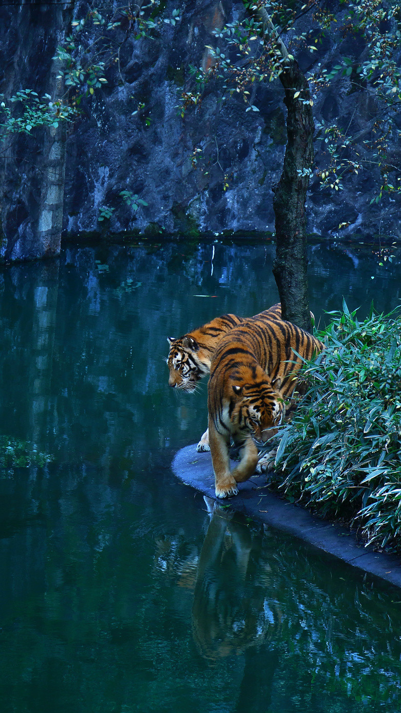 杭州动物园的老虎