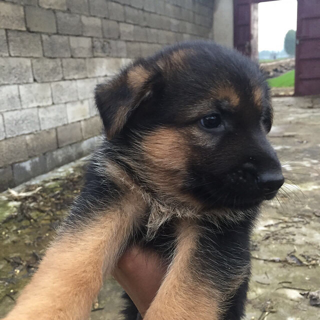 德牧,疫苗一针,两个月.喜欢的赶紧的,还