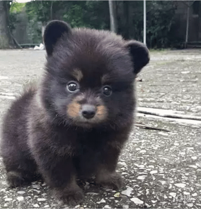 你到底是熊,还是狗?傻傻分不清了.