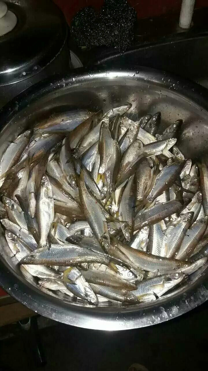 家鄉水庫野生魚