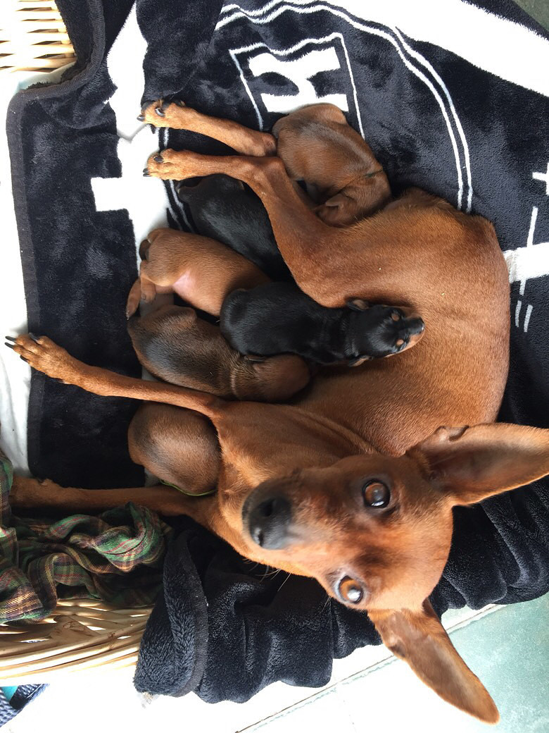 帮小鹿犬的宝宝们找主人了