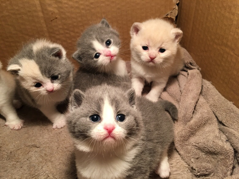 精品英短猫一窝