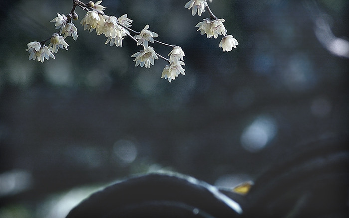 佛前的灯:风吹来的花瓣落在油灯上