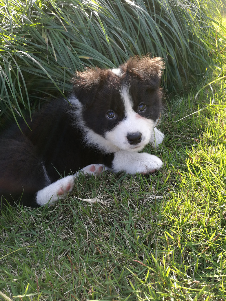 单血统边牧小母