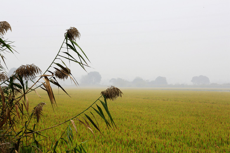 嘉兴郊区农村深秋的田园美景(其实应算人文帖)