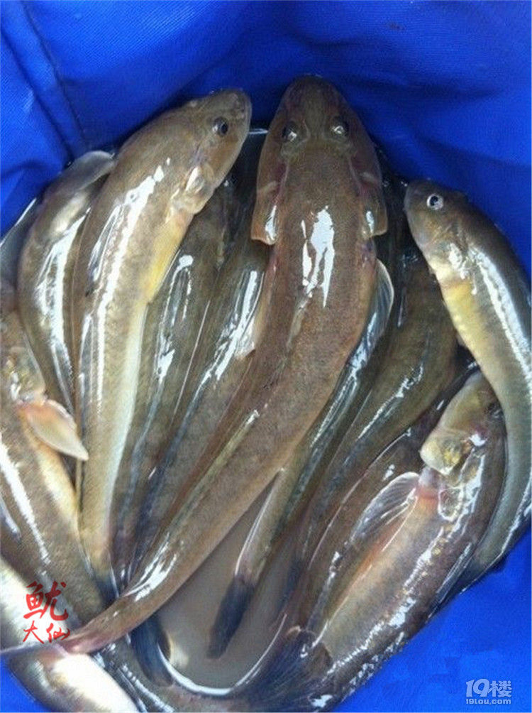 海鲶鱼(泥鱼)的几种吃法-家常菜-19楼私房菜-杭州19楼