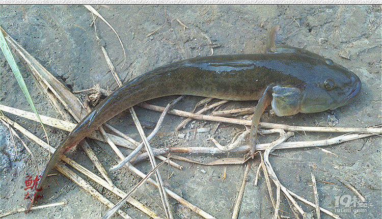 海鲶鱼(泥鱼)的几种吃法-家常菜-19楼私房菜-杭州19楼