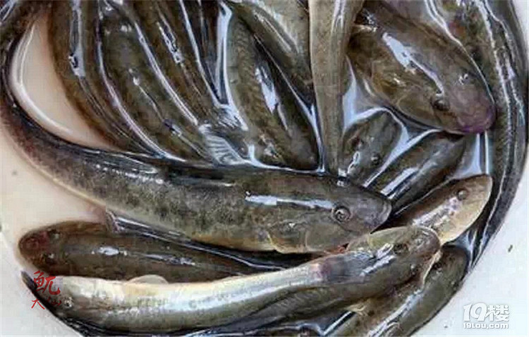 海鲶鱼(泥鱼)的几种吃法-家常菜-19楼私房菜-杭州19楼