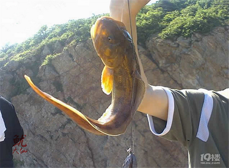 海鲶鱼(泥鱼)的几种吃法