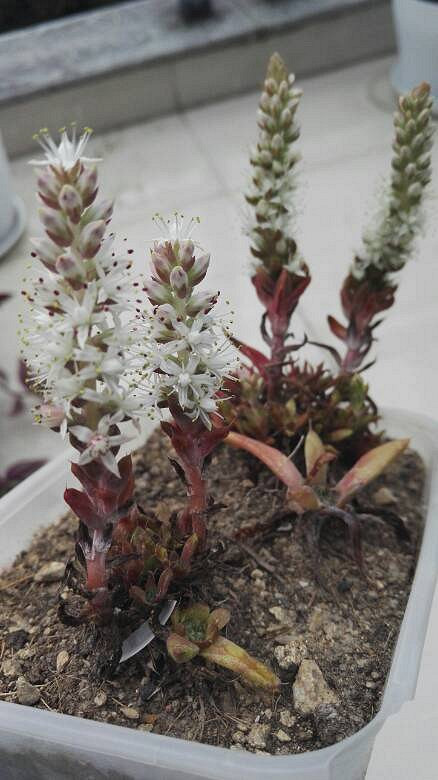 瓦松开花_台州多肉花草圈__台州19楼