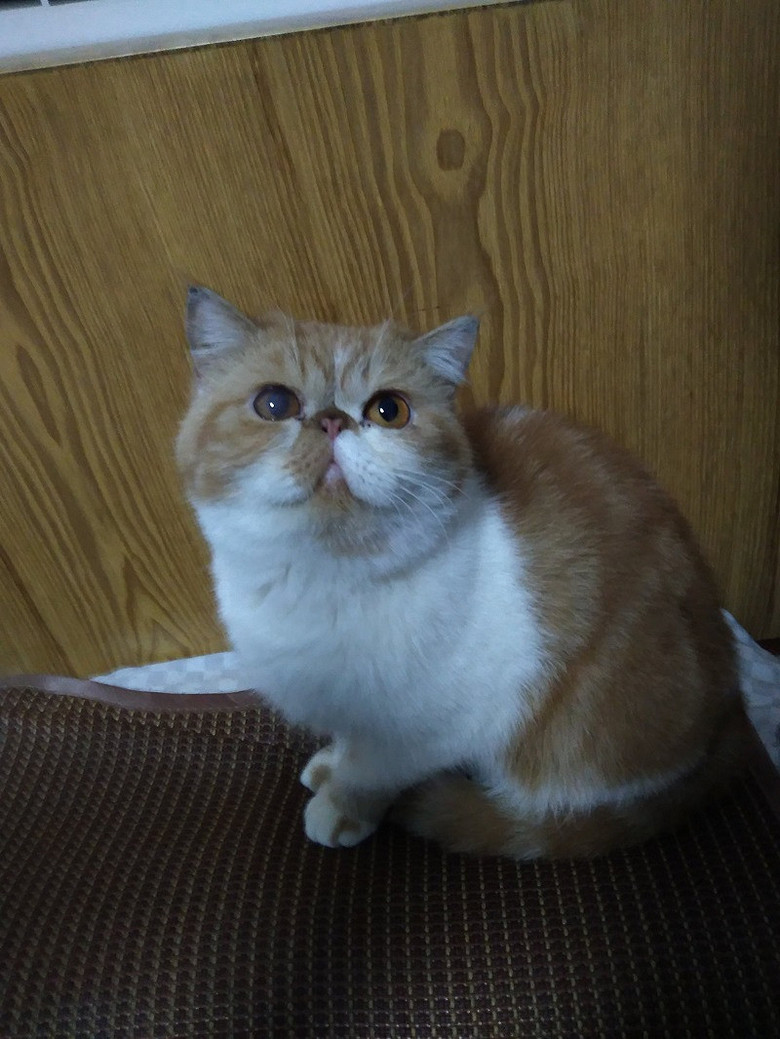 加菲母猫低价出售