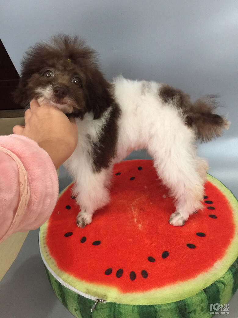 巧白花泰迪妹妹花贵宾