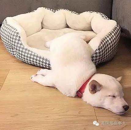 一只瘫倒在马路上的水豚,居然就这么激起了铲屎官们的热情.