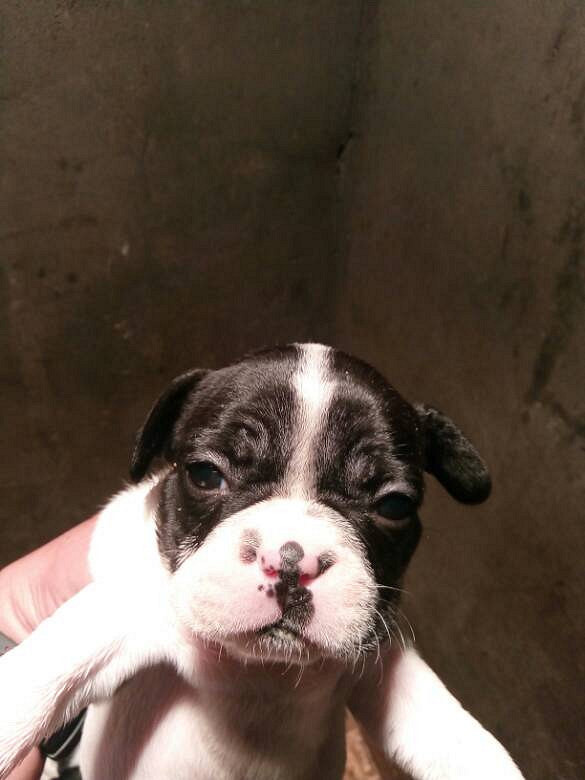 黑白花小法牛找新家