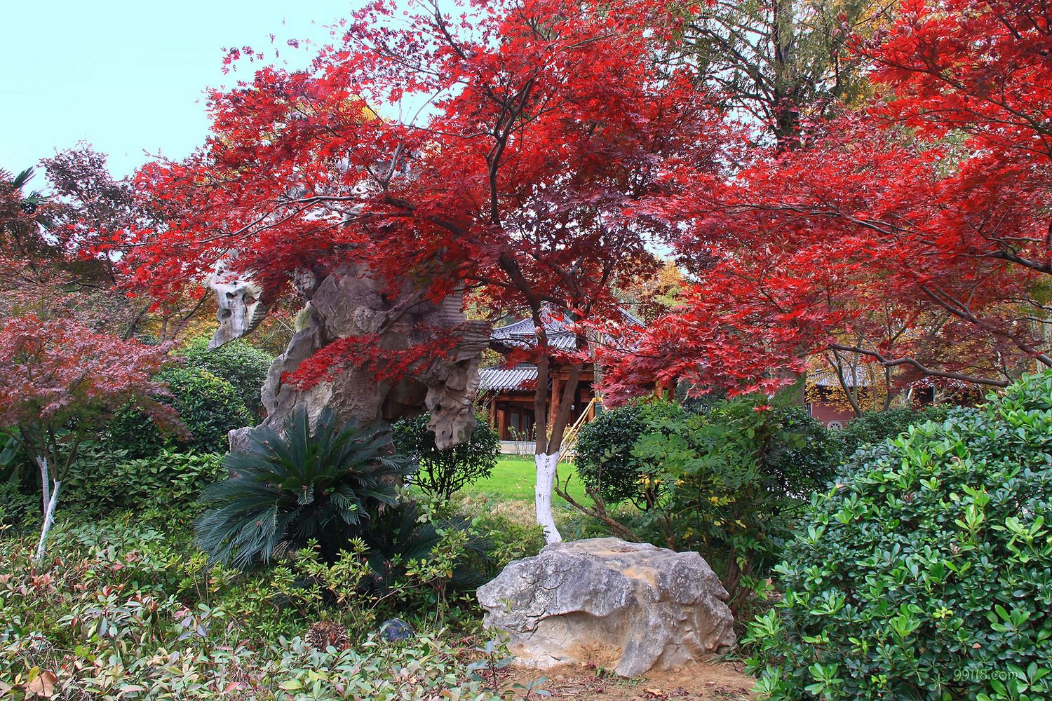 南京棲霞山紅葉紅了