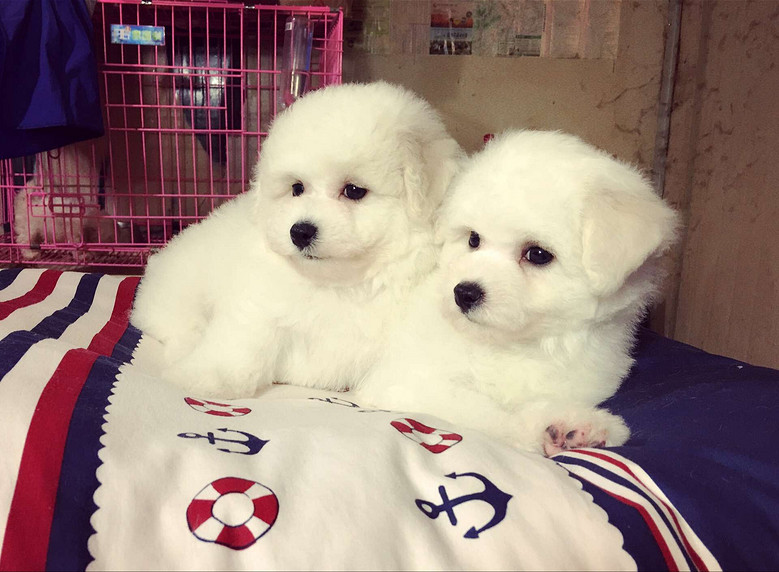 比熊犬舍哪家好