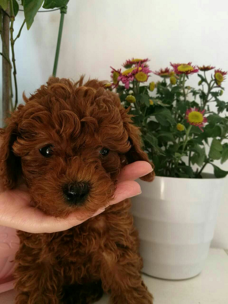 家养红棕色贵宾预订中