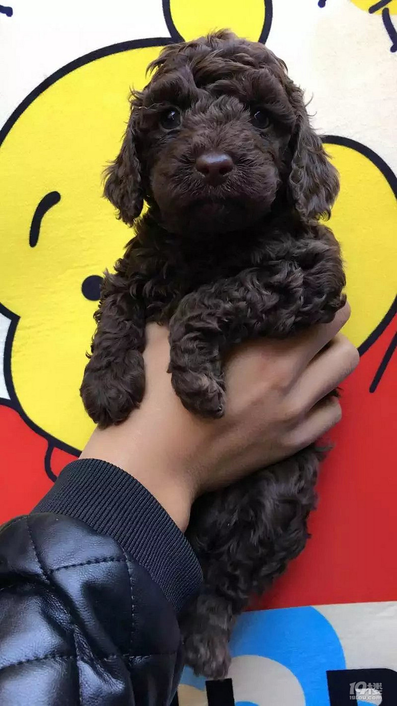 自己家里生的标准体巧克力泰迪