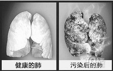 复旦大学雾霾肺部实验 6天鲜肺变黑肺?