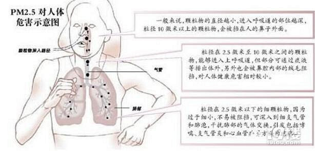 复旦大学雾霾肺部实验 6天鲜肺变黑肺?