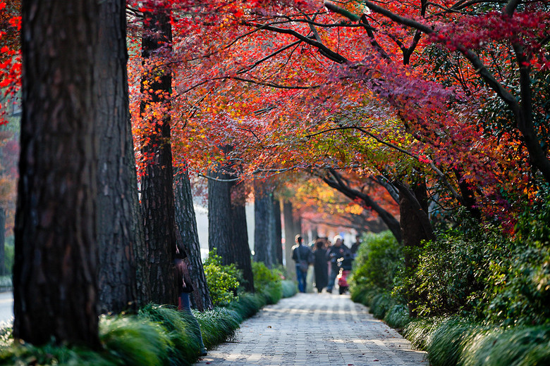 杭州秋色比赛 红枫染红灵隐路