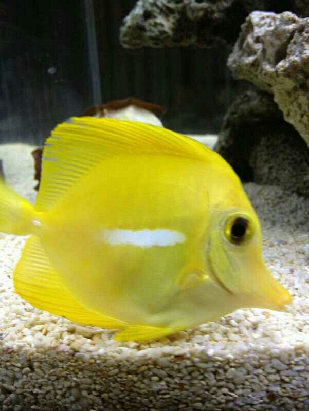 黄金鲷鱼200元送海胆号码15868808273