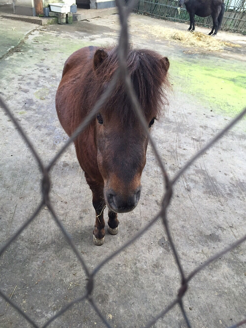 今天去临平公园,居然里面还有个小动物园