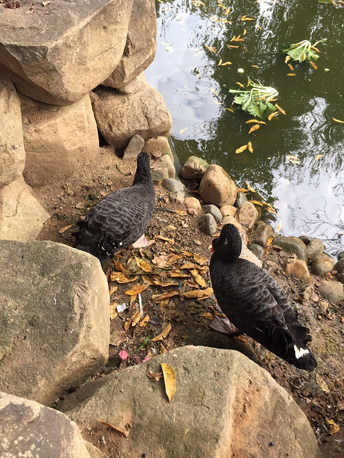 今天去临平公园,居然里面还有个小动物园