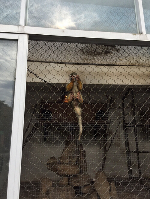 今天去临平公园,居然里面还有个小动物园