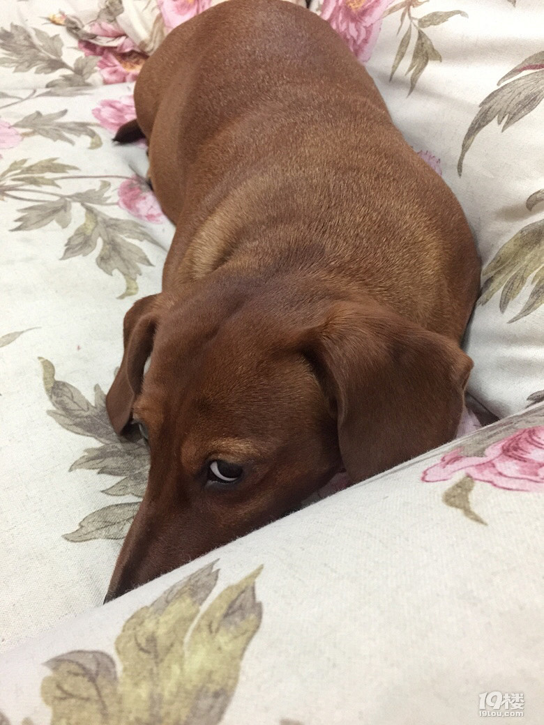 为何总是用这么鄙视我的眼神看着我我不懂你