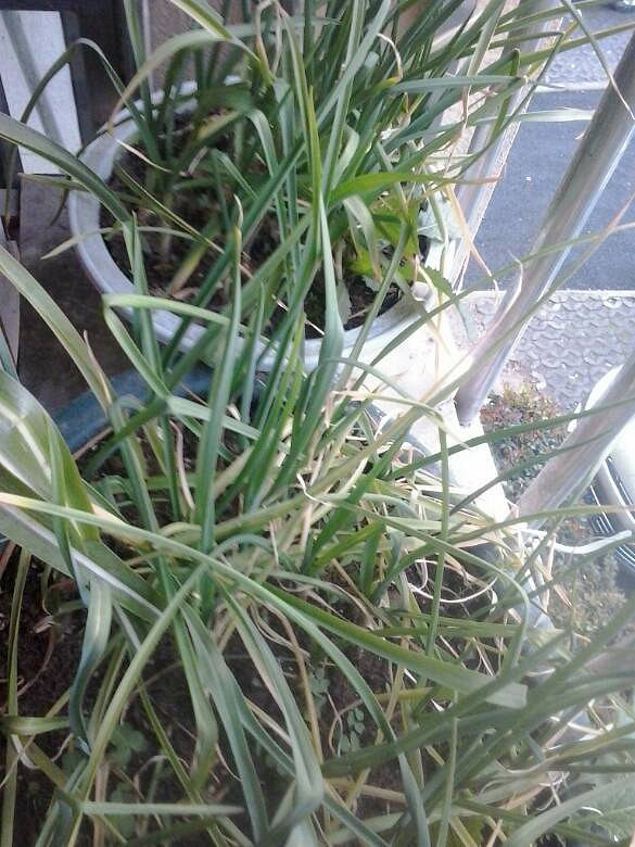 在花盆里种植的大蒜渐渐长出成了蒜苗。可以