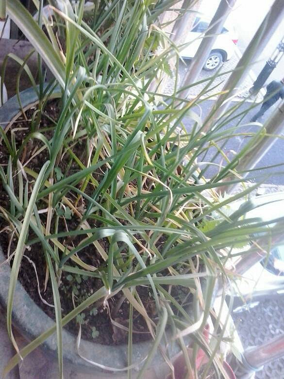 在花盆里种植的大蒜渐渐长出成了蒜苗。可以