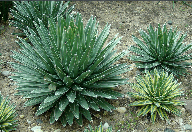 什么植物吸收甲醛 这些植物你家有吗