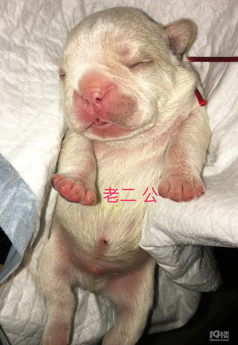奶油色法国斗牛犬生宝宝了-爱宠分享-家有宠物