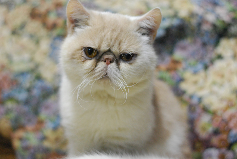 兜售家养加菲成猫一公一母,成对或单出.性格温顺.