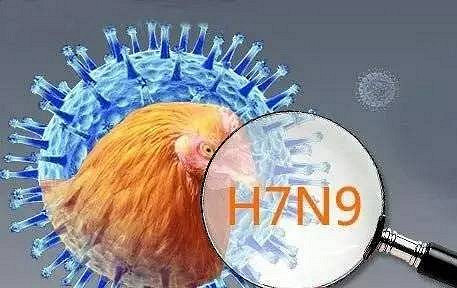 浙江有农贸市场检出h7n9病毒!目前我省已进入流行季