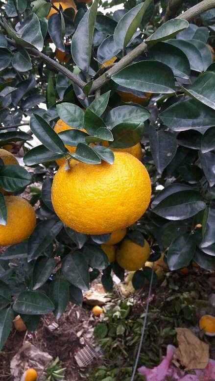 四季生态园摘高橙