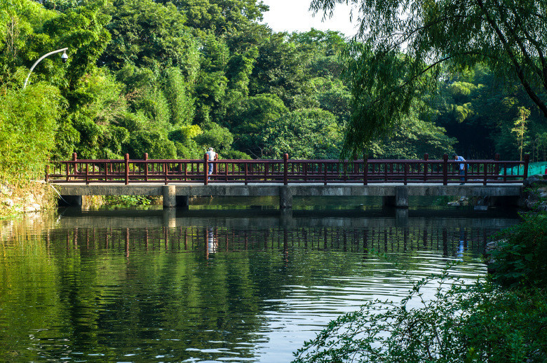 杭州植物园竹类区景致