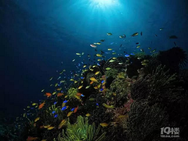 深藍菲律賓-薄荷島深度游 一起浪浪浪