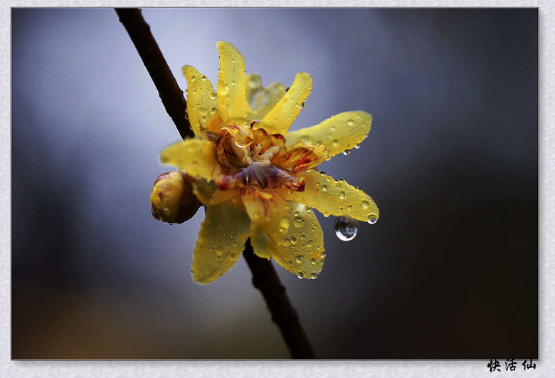 雨中臘梅花