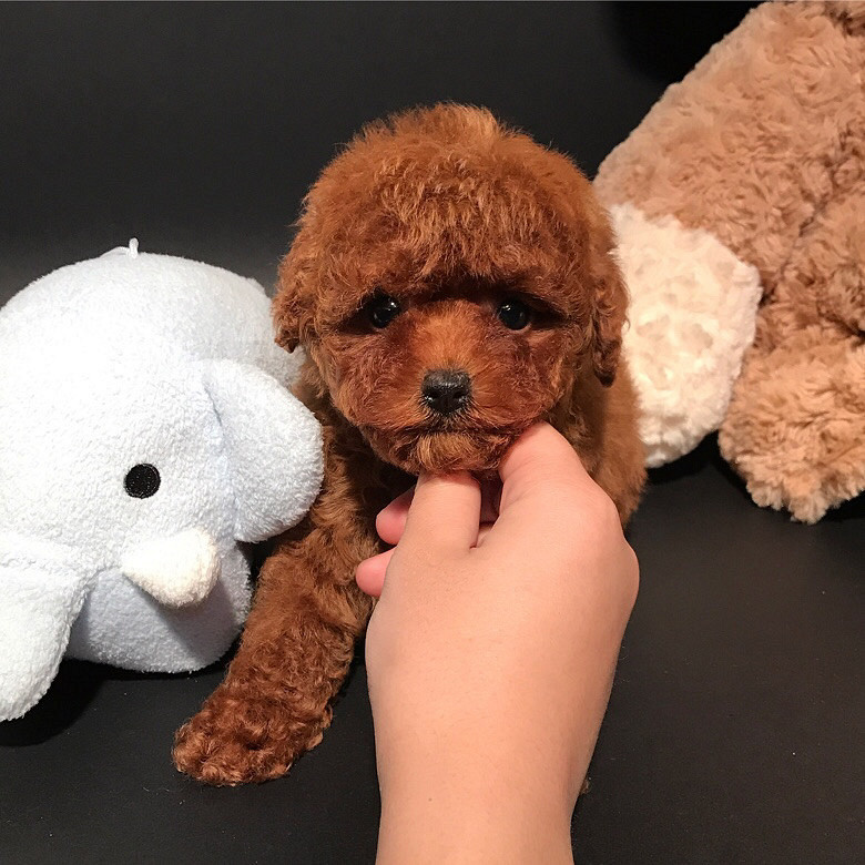 【南方犬舍】少见的超迷你玩具体红棕泰迪贵宾犬