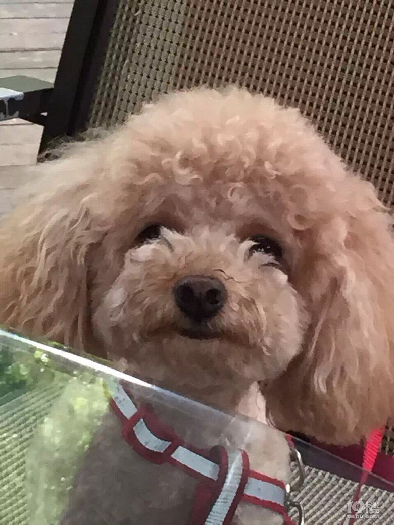 金色泰迪小型犬(3公斤),4岁有疫苗卡