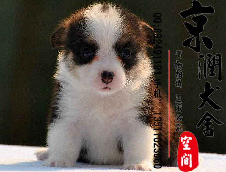纯种柯基犬的价格 北京哪个狗场最好-我要送养