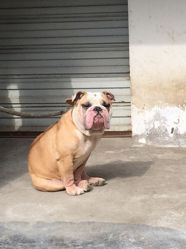 家養純種英國鬥牛犬