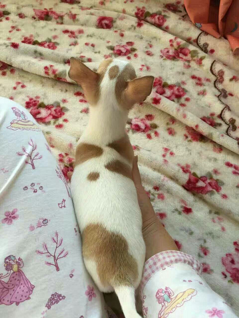 黄白花公吉娃娃,两个月,一针疫苗,价2500